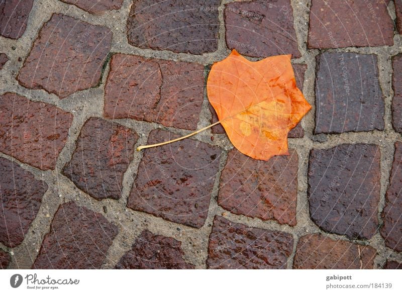 End of a short-haul flight Multicoloured Exterior shot Deserted Bird's-eye view Environment Nature Water Autumn Bad weather Gale Rain Plant Tree Leaf Street