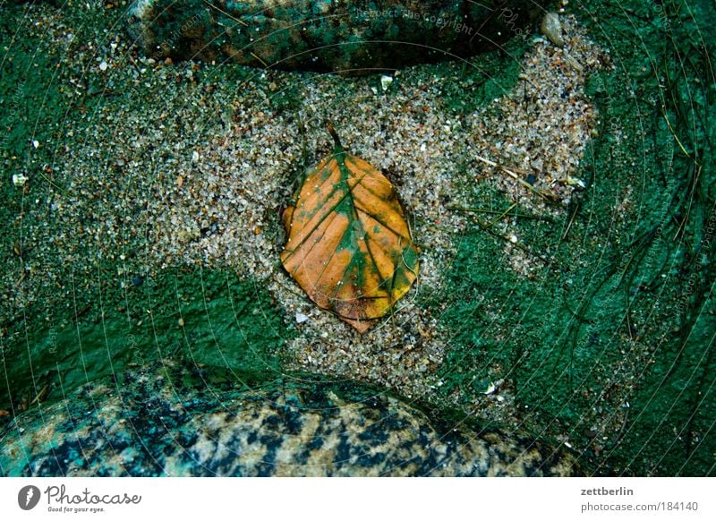 Leaf (on the beach) Autumn Autumn leaves Ocean Beach Sand Colour Dye Algae Pigmented mole Colorant Stone Structures and shapes