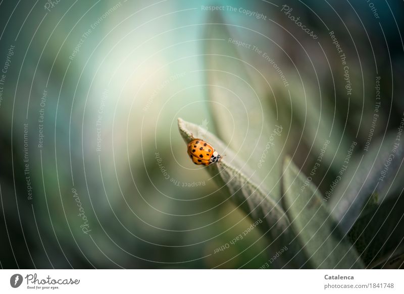 Hike, ladybug on sage Nature Plant Animal Autumn Beautiful weather Leaf Sage Garden Wild animal Beetle Ladybird 1 Fragrance Crawl Growth Esthetic Green Orange