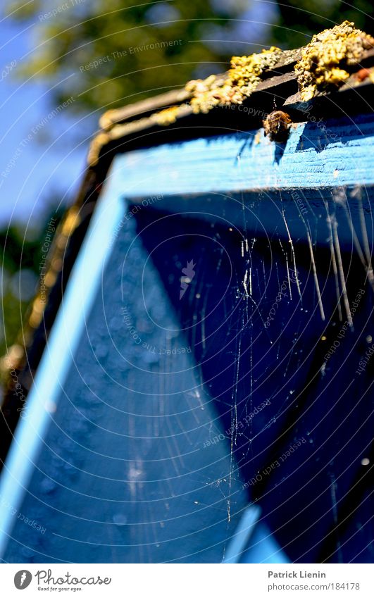 a place to rest Environment Tree Moss Park Outskirts Hut Animal Spider Protection Spider's web Blue Corner Colour photo Multicoloured Exterior shot Deserted Day