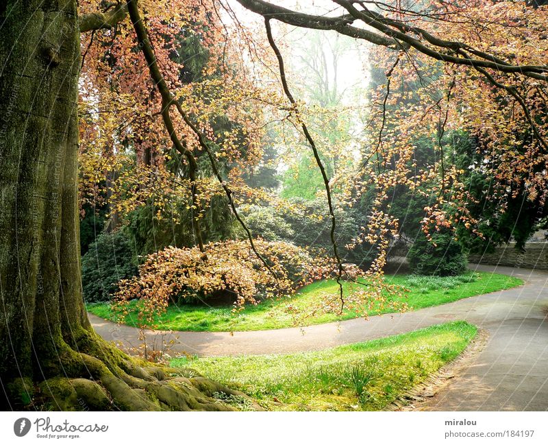 fairytale forest Colour photo Exterior shot Morning Day Shadow Contrast Sunbeam Long shot Life Harmonious Senses Nature Landscape Plant Spring Tree Park Meadow