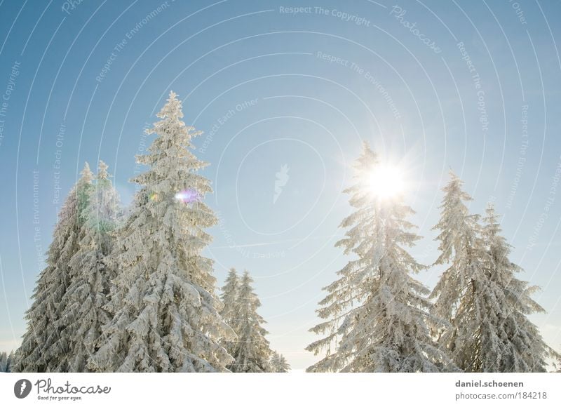 snow white light blue Copy Space top Sunlight Sunbeam Back-light Nature Plant Air Cloudless sky Winter Beautiful weather Snow Pure Fir tree White Blue