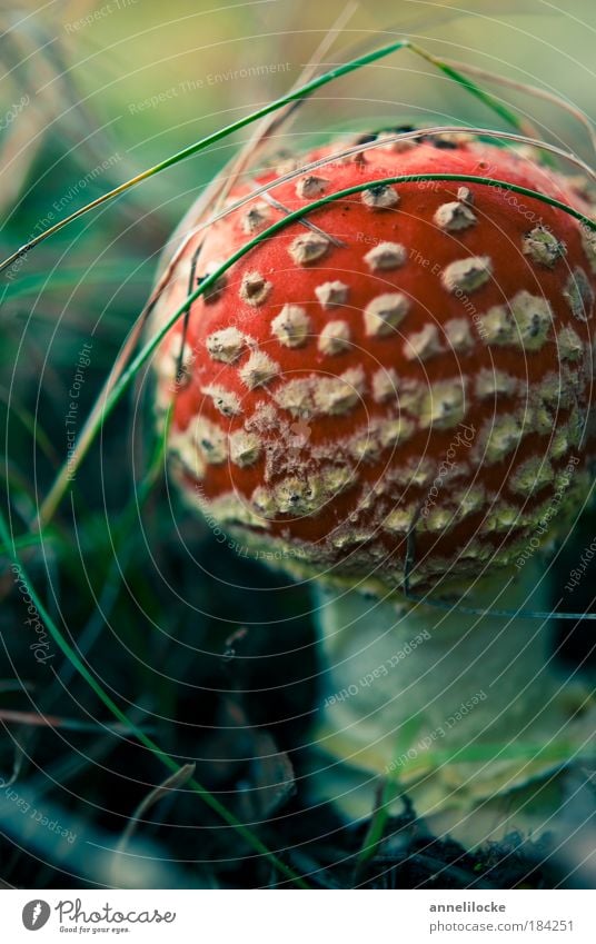 contrast program Exterior shot Detail Macro (Extreme close-up) Shallow depth of field Food Nutrition Trip Environment Nature Plant Grass Mushroom Mushroom cap