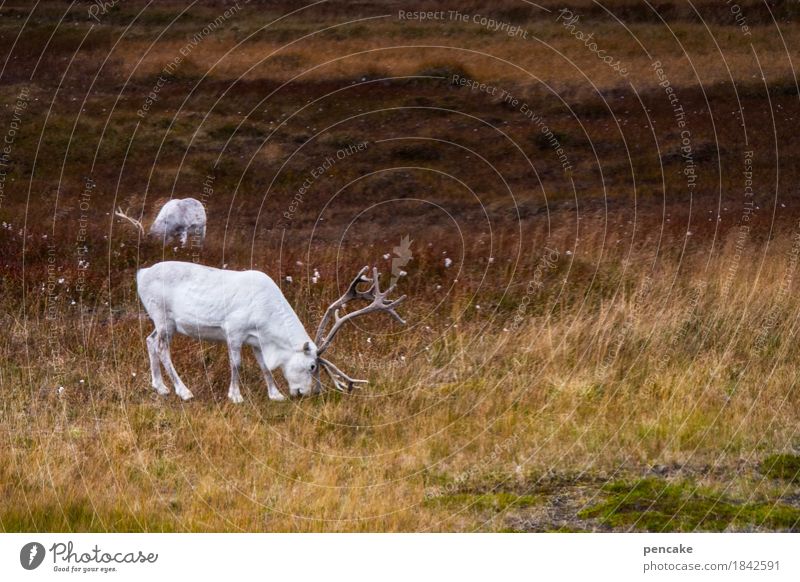 Wild wisdom. Nature Landscape Autumn Farm animal Wild animal 2 Animal Esthetic Exceptional Reindeer White Pelt Norway The North Cape Antlers To feed Fjeld