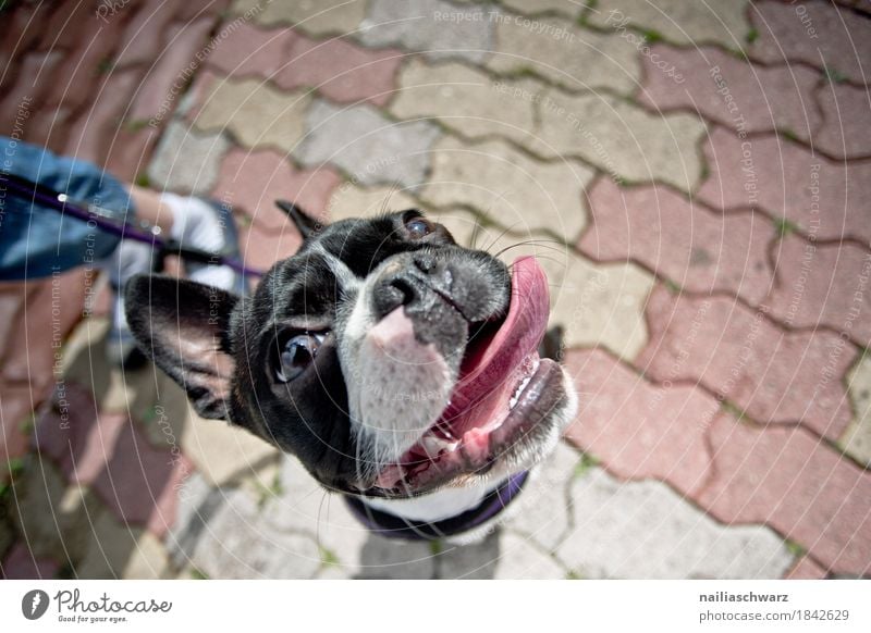 Boston Terrier Portrait Joy Animal Pet Dog Animal face 1 Observe Listening Looking Sit Wait Cool (slang) Brash Friendliness Happiness Happy Beautiful Curiosity