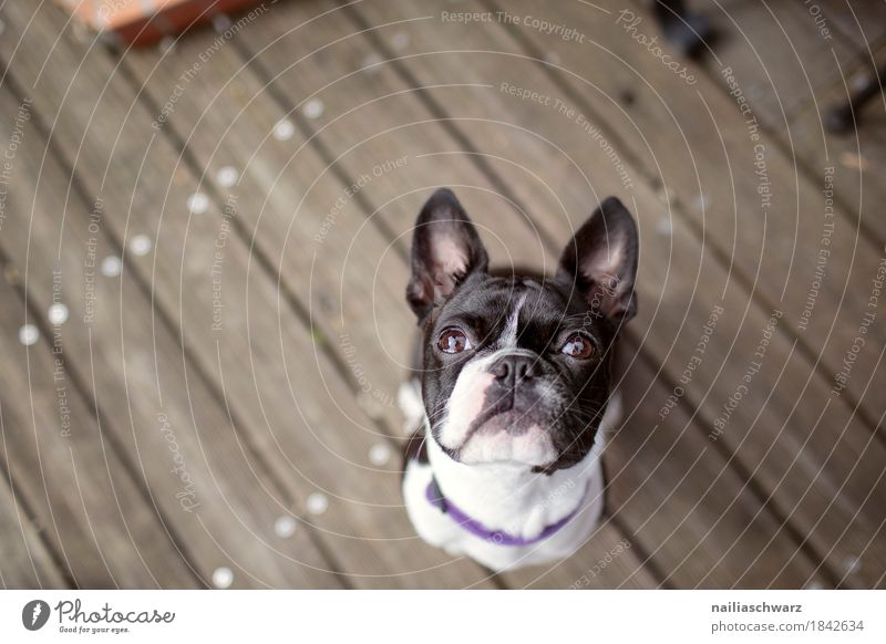 Boston Terrier Portrait Joy Animal Pet Dog French Bulldog 1 Baby animal Wood Observe Looking Wait Brash Friendliness Happiness Happy Astute Funny Curiosity Cute