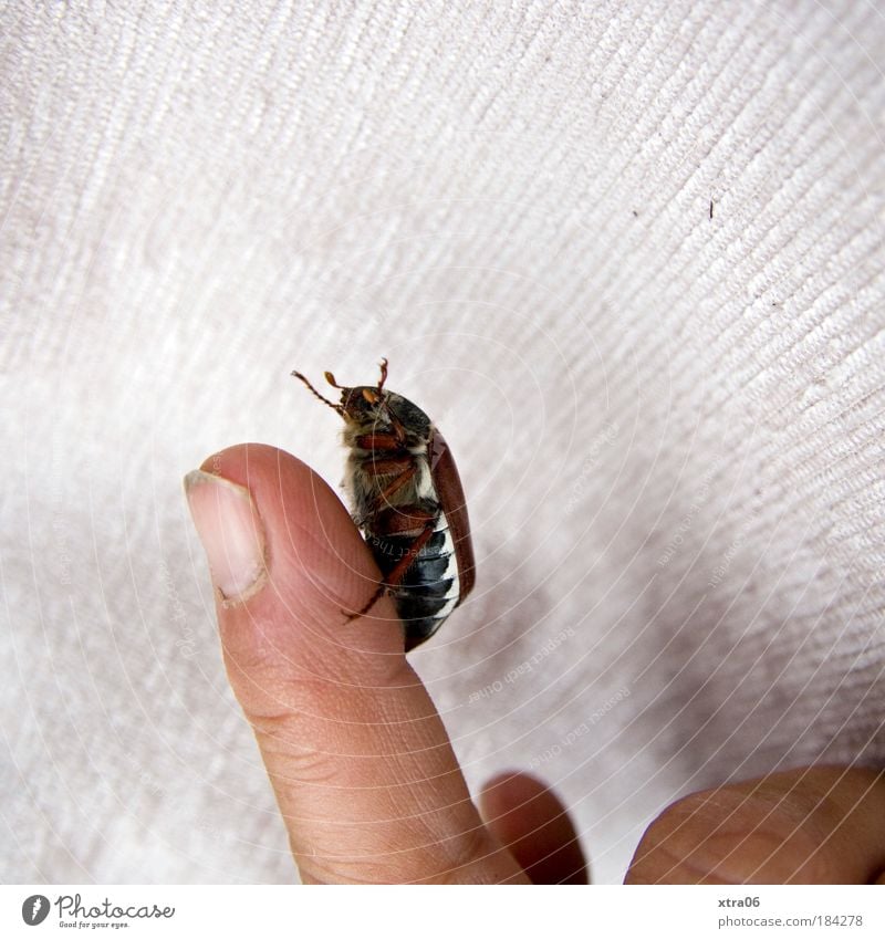 upward Colour photo Interior shot Close-up Copy Space right Copy Space top Fingers Beetle 1 Animal To hold on Crawl Fingernail May bug Feeler Insect