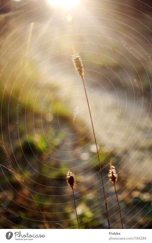 golden Colour photo Multicoloured Exterior shot Detail Copy Space top Day Evening Light Shadow Reflection Sunlight Sunbeam Back-light Blur Summer Nature Earth