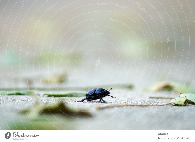 I'm walking... Environment Nature Plant Animal Earth Autumn Leaf Beetle 1 Free Small Near Natural Crawl Feeler Legs Autumnal Autumn leaves Colour photo