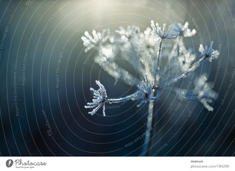 hoarfrost Harmonious Senses Relaxation Calm Gardening Nature Plant Drops of water Winter Ice Frost Snow Bushes Wild plant Hoar frost Park Freeze Glittering