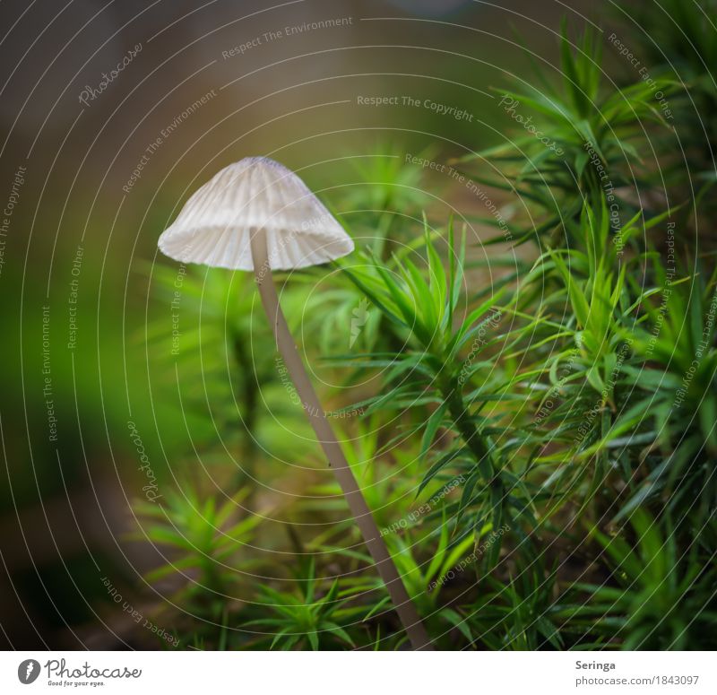 fluorescent screen Nature Plant Animal Autumn Moss Park Forest Growth Mushroom Mushroom cap Mushroom picker Colour photo Multicoloured Exterior shot Close-up