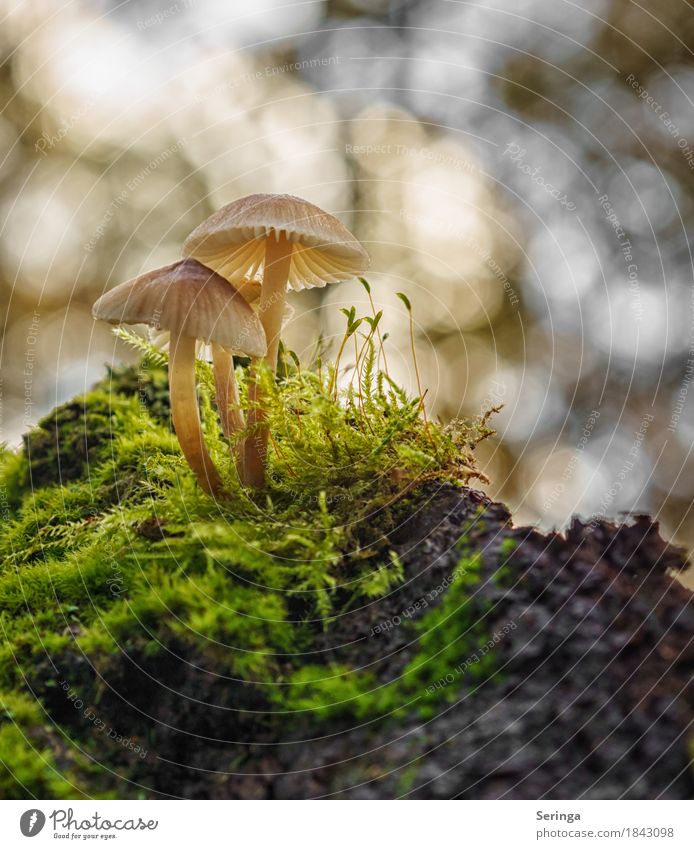 In focus Nature Landscape Plant Animal Autumn Moss Fern Park Forest Growth Mushroom mushroom group Mushroom cap Mushroom picker Beatle haircut Green