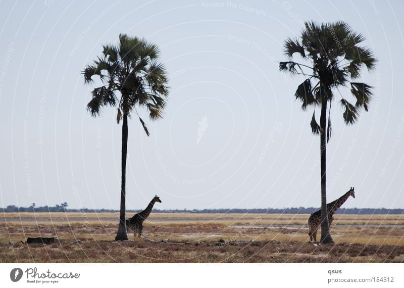 Under palm trees Subdued colour Exterior shot Copy Space top Copy Space middle Day Landscape Tree Grass Palm tree Plain Wild animal Giraffe 2 Animal Baby animal