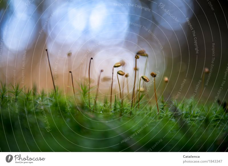 Probe position, moss fruiting body Nature Plant Autumn Beautiful weather Moss Foliage plant mussfruit body Forest Blossoming To dry up Hiking pretty Blue Brown