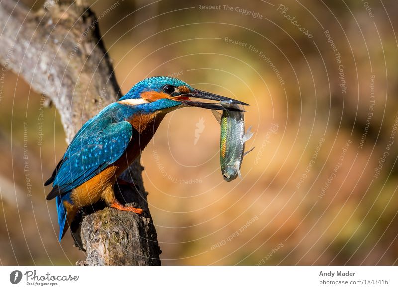 The Kingfisher ( Kingfisher ) Nature Animal Wild animal Bird Scales Fish 2 Observe Blue portrait water river fishing wildlife bright Background picture watching