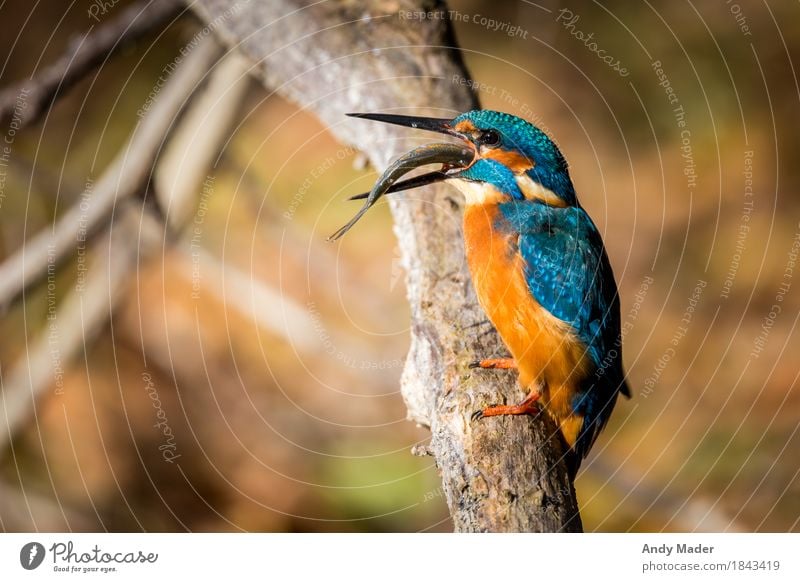 The Kingfisher ( Kingfisher ) Nature Animal Wild animal Bird Fish 2 Observe Glittering Beautiful Blue Orange common portrait beak water river branch fishing