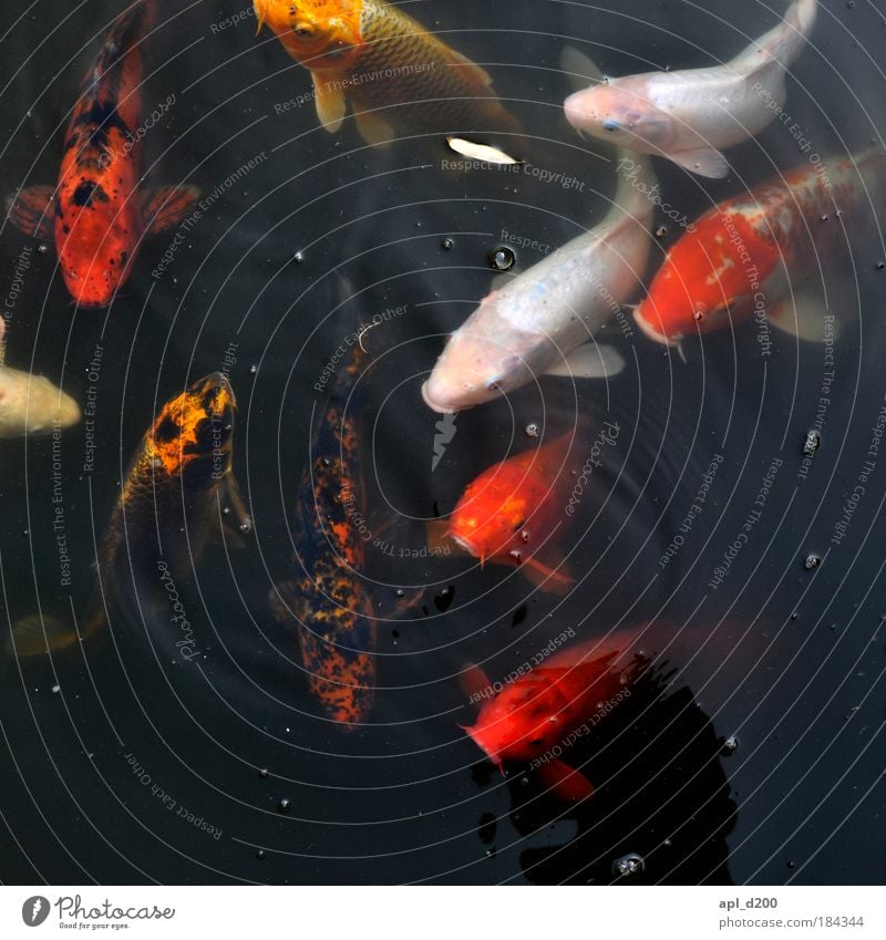 fish sticks Colour photo Multicoloured Exterior shot Abstract Day Deep depth of field Bird's-eye view Animal portrait Looking into the camera Upward