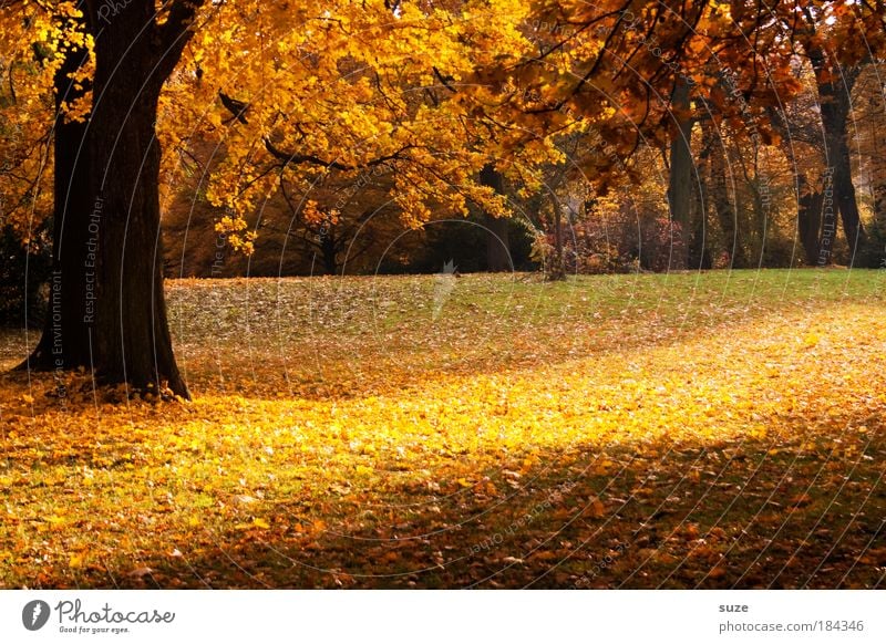 parking strips Environment Nature Landscape Autumn Tree Leaf Esthetic Fantastic Beautiful Yellow Gold Emotions Time Autumn leaves Autumnal Seasons