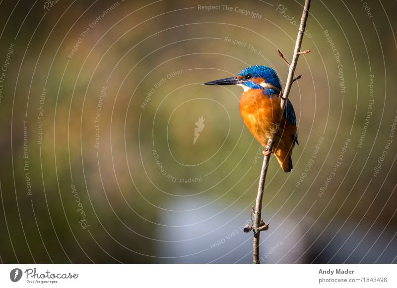 The Kingfisher ( Kingfisher ) Nature Animal Wild animal Bird 1 Esthetic Exotic Glittering Blue Orange sunlight wildlife fishing common colorful wilderness