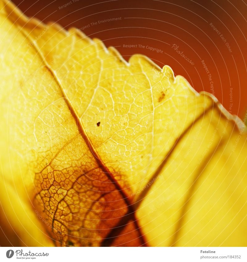 transience Colour photo Multicoloured Exterior shot Deserted Copy Space right Copy Space top Morning Day Sunlight Environment Nature Plant Autumn Weather