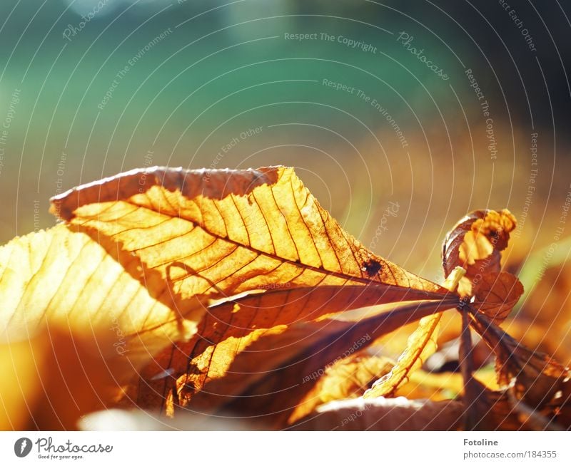 autumn foliage Colour photo Multicoloured Exterior shot Copy Space top Morning Day Light Sunlight Sunbeam Environment Nature Plant Earth Climate Weather