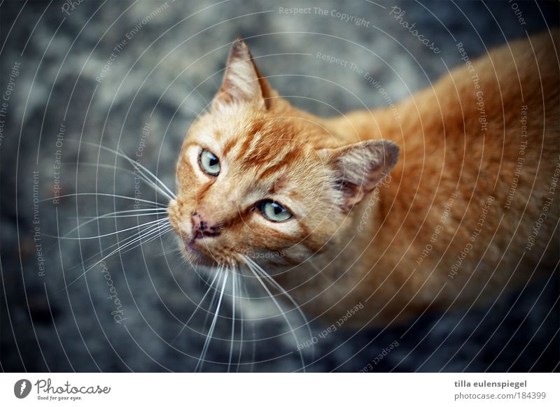 pussycat Colour photo Exterior shot Deserted Copy Space top Copy Space bottom Neutral Background Animal portrait Looking into the camera Upward Pet Cat 1