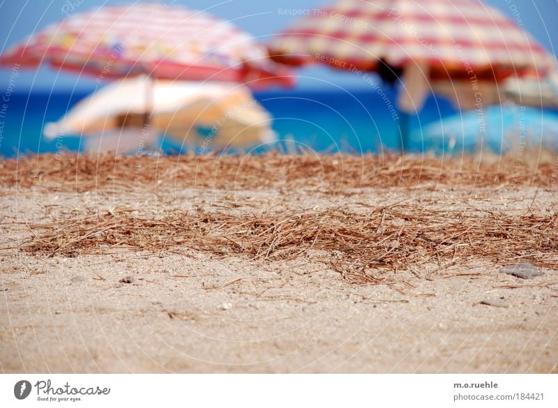 pine needles Colour photo Exterior shot Detail Pattern Structures and shapes Deserted Copy Space left Copy Space right Day Light Sunlight Blur