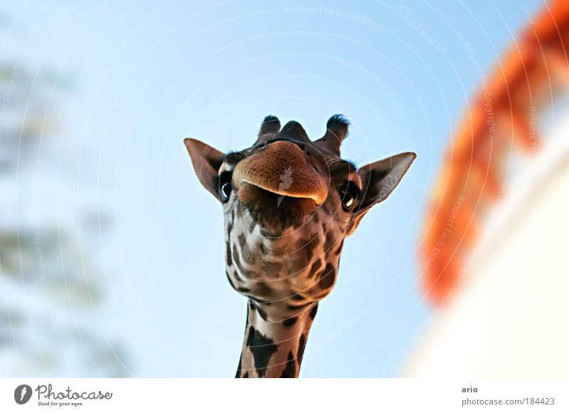 but you're small... Colour photo Exterior shot Copy Space top Day Shallow depth of field Worm's-eye view Animal portrait Looking into the camera Elegant Exotic