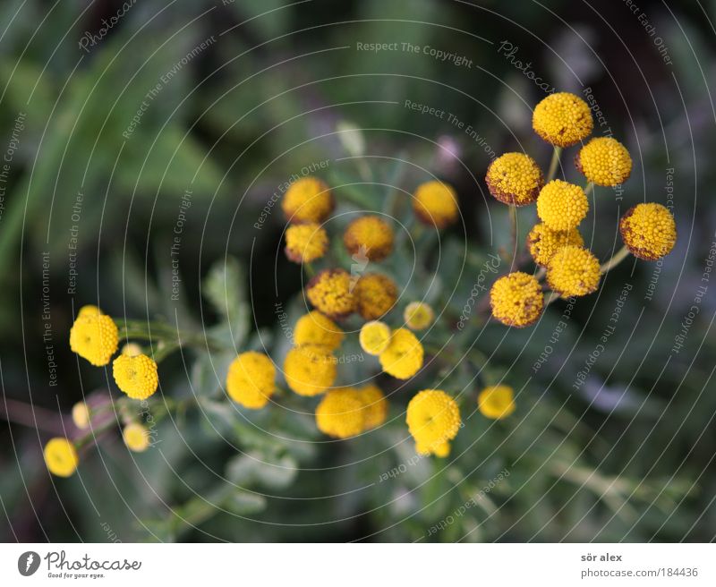 yellow-sprinkled Nature Plant Flower Blossom Agricultural crop Wild plant Fragrance Warm-heartedness Calm Serene Ease Yellow Green Healthy Alternative medicine