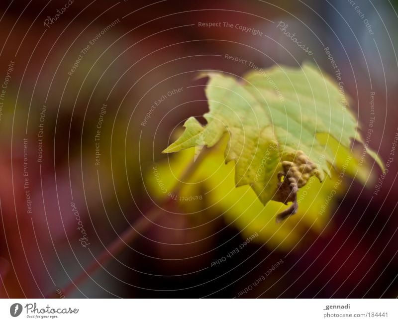 Ephemeral Colour photo Exterior shot Deserted Copy Space left Day Shallow depth of field Leaf Autumn Autumn leaves Autumnal colours Warm colour Burgundy Green