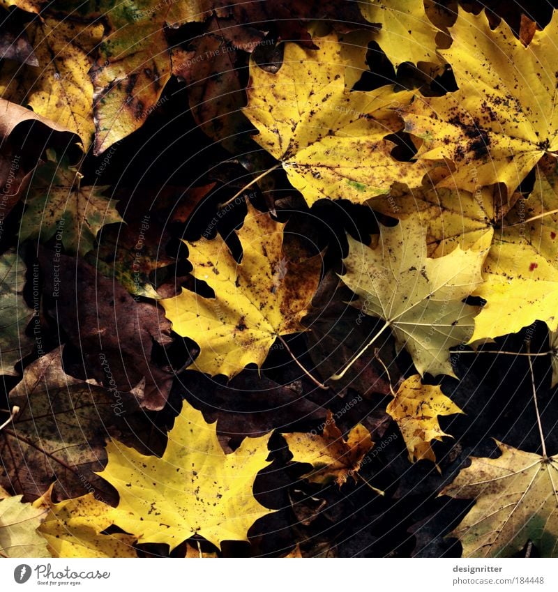 natural talent Colour photo Close-up Detail Deserted Copy Space left Environment Climate Weather Wind Rain Plant Tree Leaf Deciduous tree Maple tree Maple leaf