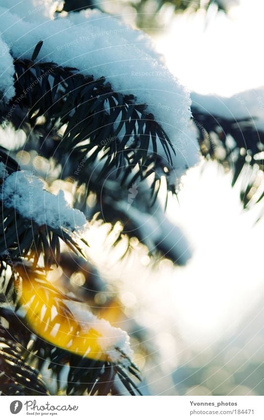 snow white Beautiful Sun Winter Snow Nature Beautiful weather Ice Frost Bright Cold Yellow White Point of light Hoar frost Frozen To go for a walk Fir tree