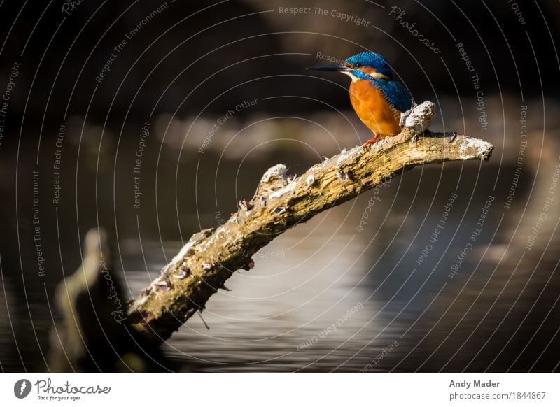 The Kingfisher ( Kingfisher ) Nature Animal Water River bank Wild animal Bird 1 Crouch Illuminate Glittering Blue Orange small wildlife colorful common branch