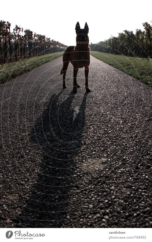 Symmetry with dog Colour photo Subdued colour Exterior shot Back-light Full-length Looking into the camera Forward Nature Animal Pet Dog 1 Stand Wait