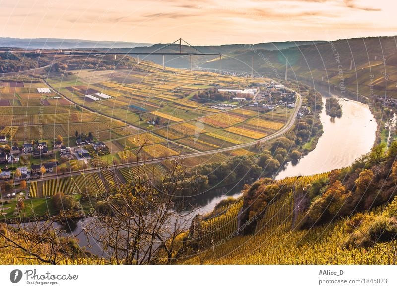 Autumn Moselle landscape Environment Nature Landscape Water Horizon Sunrise Sunset Vineyard Meadow Field Hill River bank Autumnal landscape Ürzig