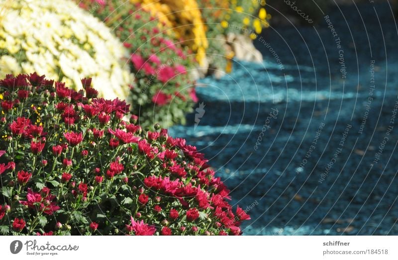 sea of flowers Colour photo Exterior shot Environment Nature Plant Flower Blossom Joy Happy Happiness Spring fever Chrysanthemum Garden Horticulture Gardener