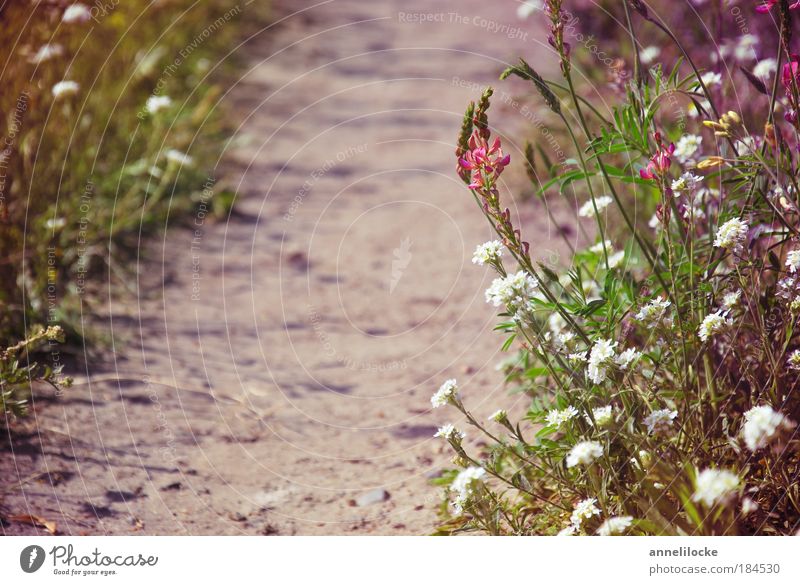 summer walk Exterior shot Day Leisure and hobbies Vacation & Travel Trip Far-off places Freedom Summer To go for a walk Environment Nature Landscape Plant Earth