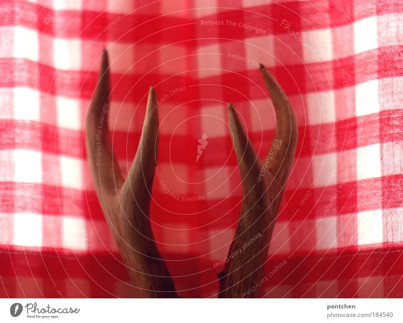 Deer antlers in front of red and white checked curtains. Bavarian bourgeois, traditional. Hunters, animal welfare, die, shoot. Trophy. Hunting