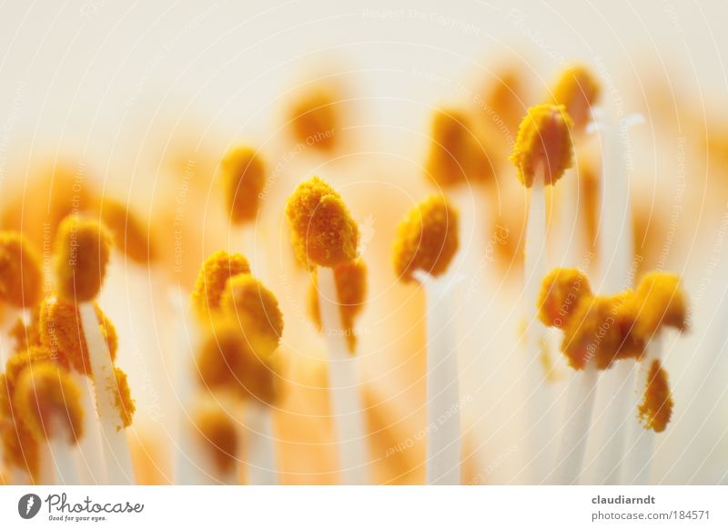 Hatschie! Colour photo Close-up Detail Macro (Extreme close-up) Deserted Shallow depth of field Nature Plant Spring Summer Flower Blossom Blossoming Dry Yellow