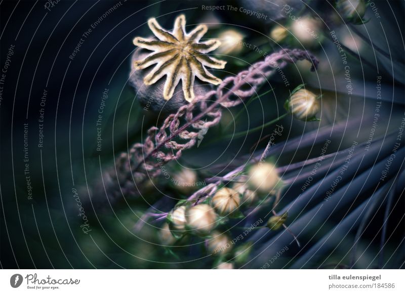 * Colour photo Interior shot Deserted Copy Space left Copy Space right Neutral Background Shallow depth of field Plant Grass Hemp Bouquet Fantastic Natural