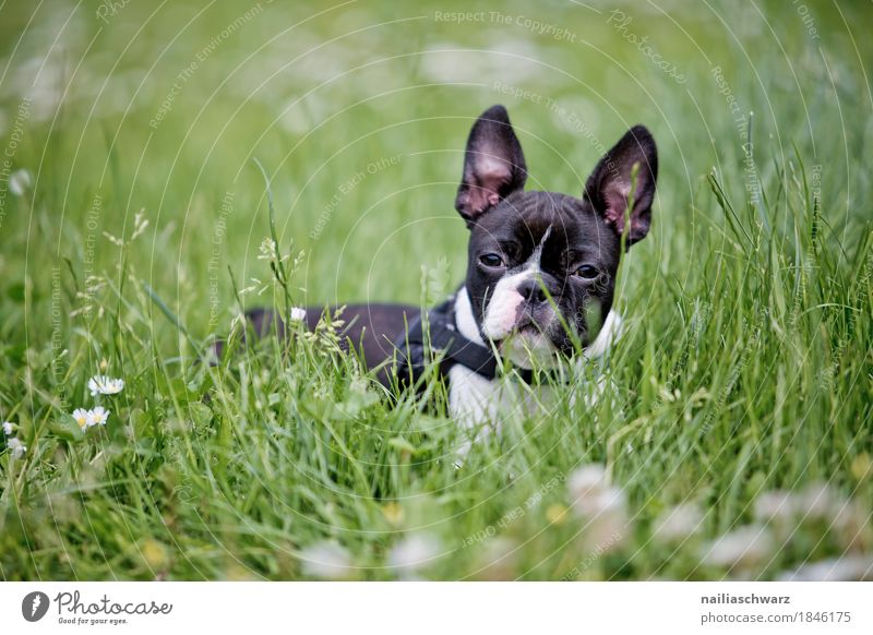 Boston Terrier Puppy Summer Spring Grass Garden Park Meadow Field Animal Pet Dog 1 Baby animal Observe Study Lie Looking Wait Friendliness Happiness Happy