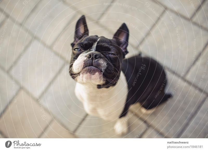 Boston Terrier Joy Animal Dog Animal face Bulldog French Bulldoge 1 Observe Looking Sit Brash Beautiful Astute Funny Curiosity Cute Speed Cool (slang) Surprise