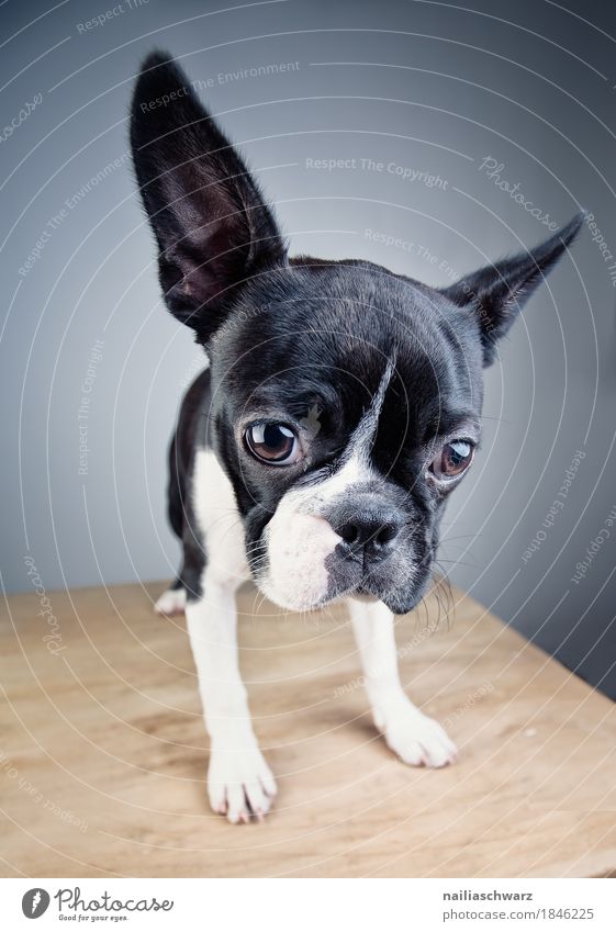 Boston Terrier Studio Portrait Style Joy Animal Pet Dog Puppy boston terrier Bulldog Observe Looking Wait Friendliness Happiness Curiosity Cute Positive