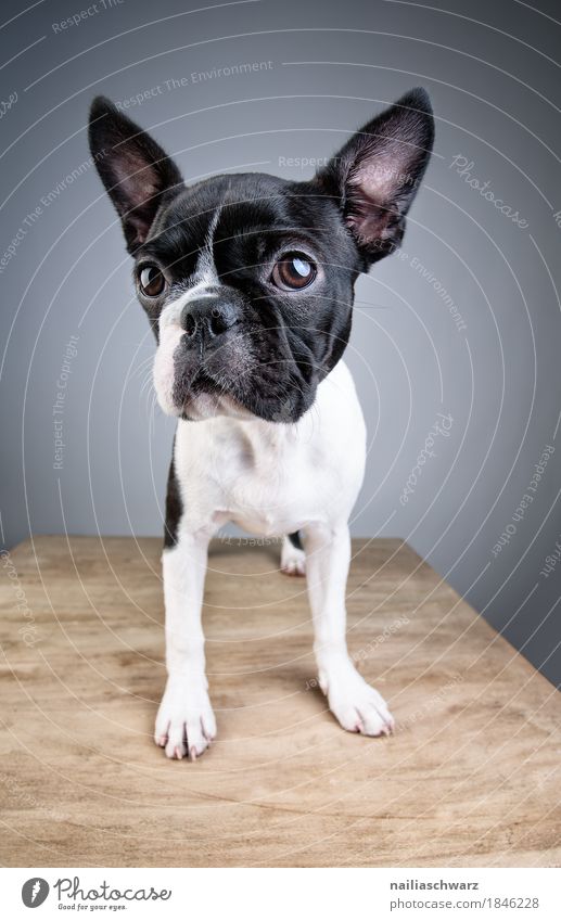 Boston Terrier Studio Portrait Style Joy Animal Pet Dog Animal face 1 Baby animal Observe Looking Brash Friendliness Happiness Happy Astute Funny Curiosity Cute