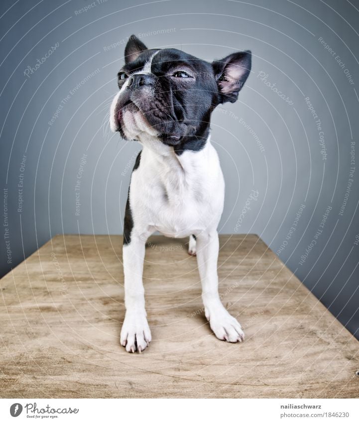 Boston Terrier Studio Portrait Style Joy Animal Pet Dog Animal face French Bulldog boston terrier 1 Table Observe Listening Looking Stand Elegant Brash Astute