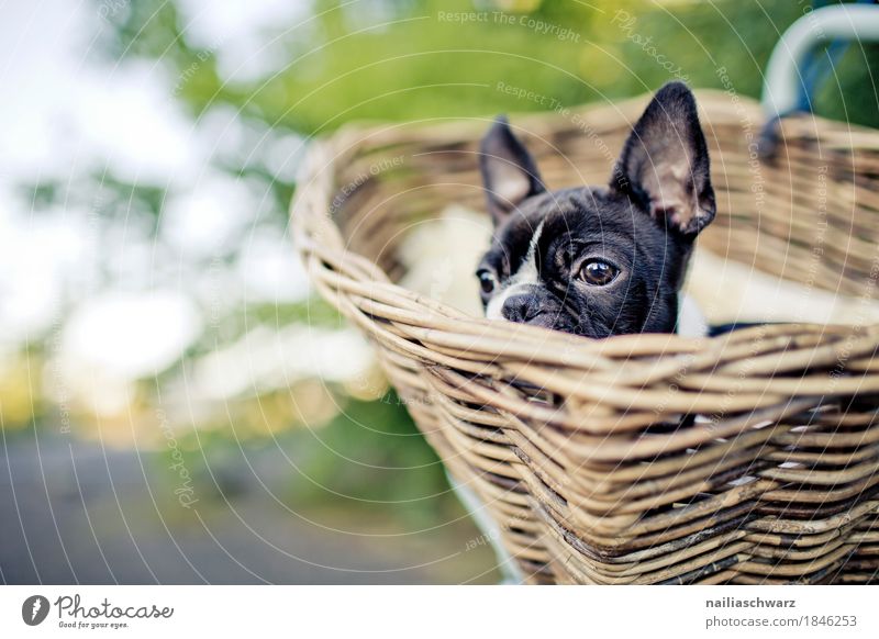 Bicycle tour with the Boston Terrier Spring Summer Beautiful weather Garden Park Animal Pet Dog Puppy Bulldog 1 Baby animal Basket bicycle basket wicker basket