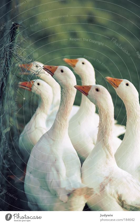 Waiting for Christmas Colour photo Subdued colour Exterior shot Deserted Copy Space top Evening Animal portrait Hunting Winter Nature Autumn Farm animal Bird