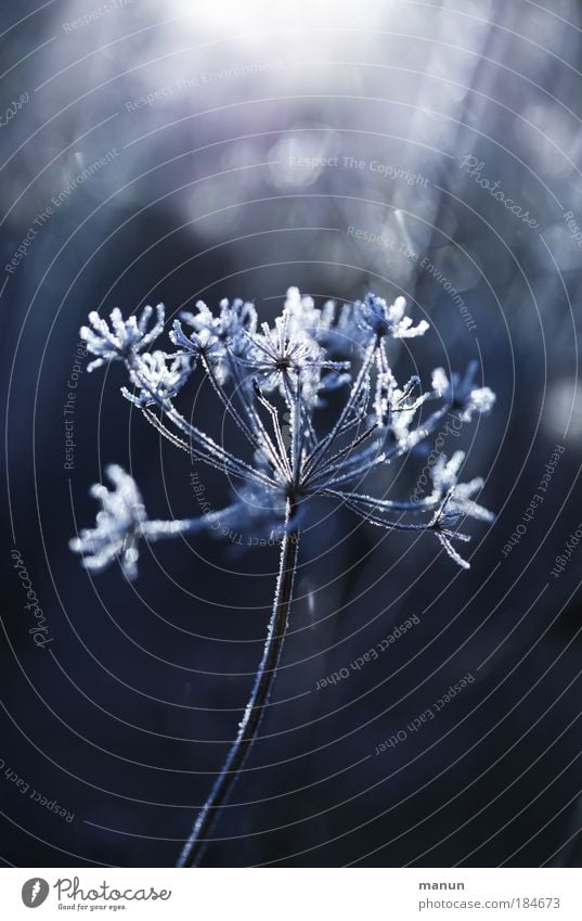 hoarfrost II Colour photo Exterior shot Close-up Detail Macro (Extreme close-up) Pattern Structures and shapes Copy Space top Copy Space bottom