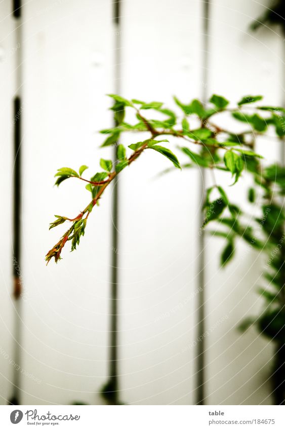 Extend sensor Colour photo Close-up Deserted Copy Space top Copy Space bottom Shallow depth of field Garden Gardening Plant Bushes Wild plant Park Fence Wood