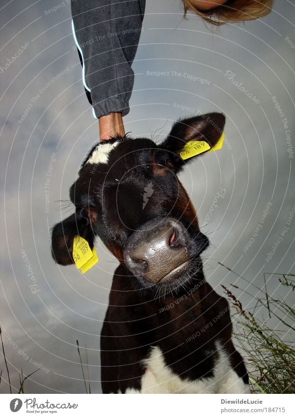 When I'm cuddled .... Cow Calf Meadow Pasture Agriculture Farm animal Livestock breeding Keeping of animals Snout pout Eyes ears Hand Caress Stroke Sympathy